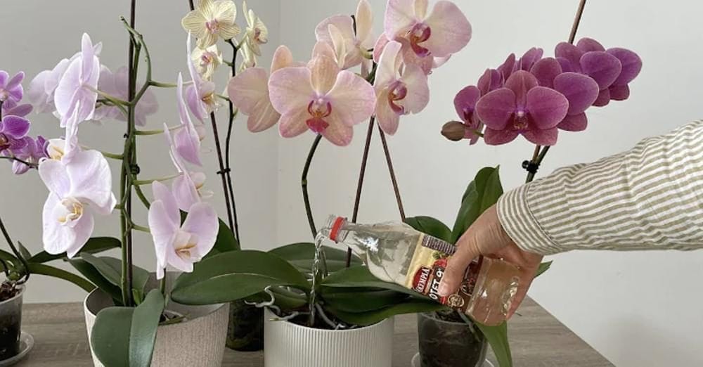 Scopri di più sull'articolo Ho nutrito così la mia orchidea ed è rimasta sana e in fiore per 4 stagioni di fila