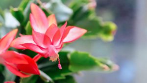 Scopri di più sull'articolo Cactus di Natale: il segreto per farlo fiorire magicamente ogni anno