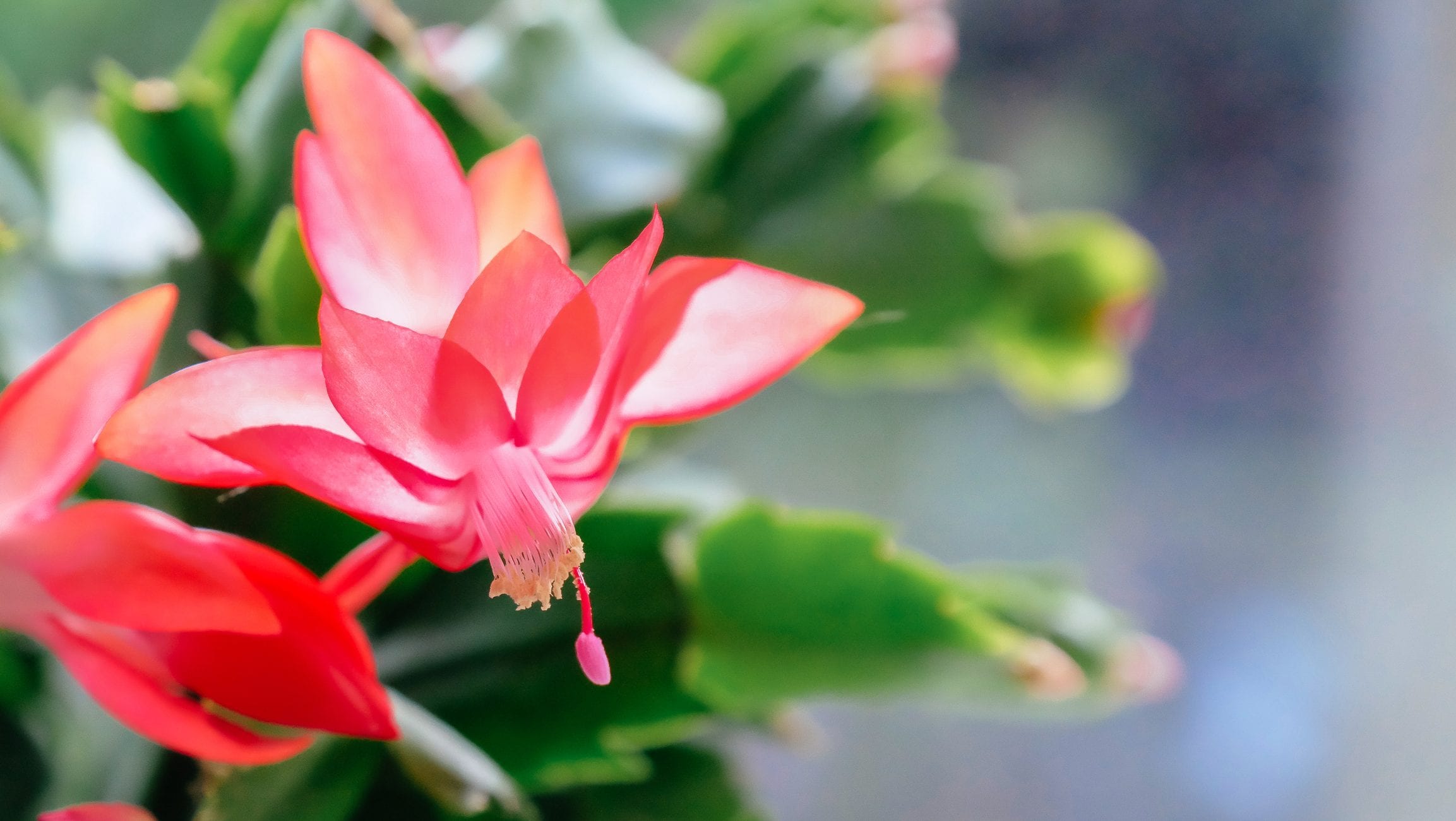 Scopri di più sull'articolo Cactus di Natale: il segreto per farlo fiorire magicamente ogni anno
