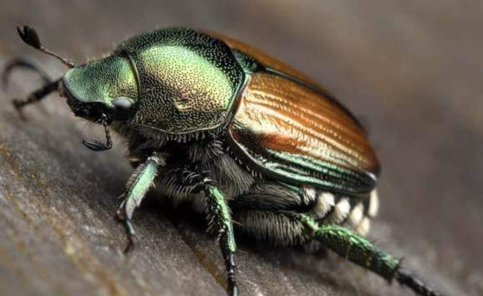 Scopri di più sull'articolo Come riconoscere e combattere lo scarabeo giapponese (Popillia japonica)