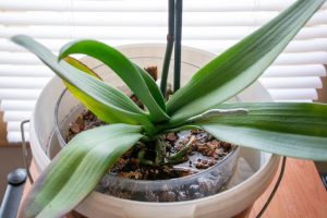Scopri di più sull'articolo Il trucco miracoloso che aiuta a propagare rapidamente le orchidee: ecco come funziona