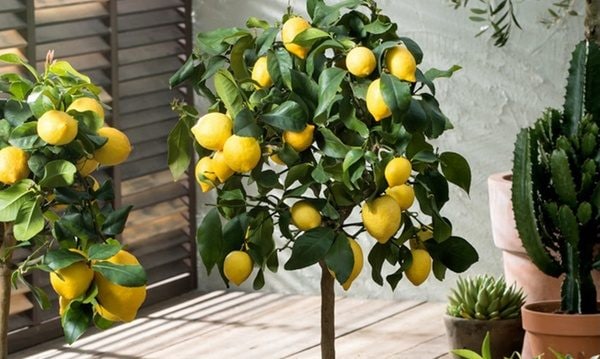 Scopri di più sull'articolo Il segreto per propagare alberi di limone che fruttificano in meno di 3 mesi