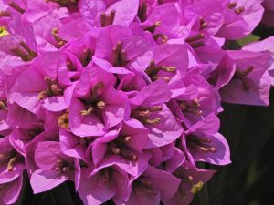 Scopri di più sull'articolo Bougainvillea, il trucco dei vivaisti: moltiplicala all’infinito con il metodo della banana