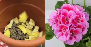Scopri di più sull'articolo Versalo sui tuoi gerani per farli fiorire velocemente: il trucco naturale per una fioritura rigogliosa