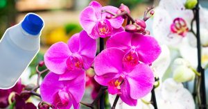 Scopri di più sull'articolo Orchidea in difficoltà? Questa “acqua magica” la rianima all’istante e blocca la decomposizione