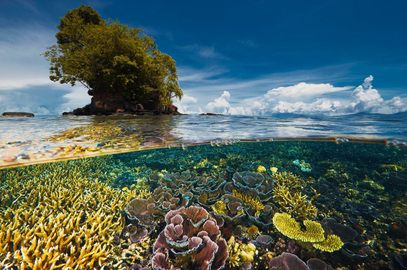 Scopri di più sull'articolo Nature Positive: la nuova frontiera dell’economia che rigenera il pianeta